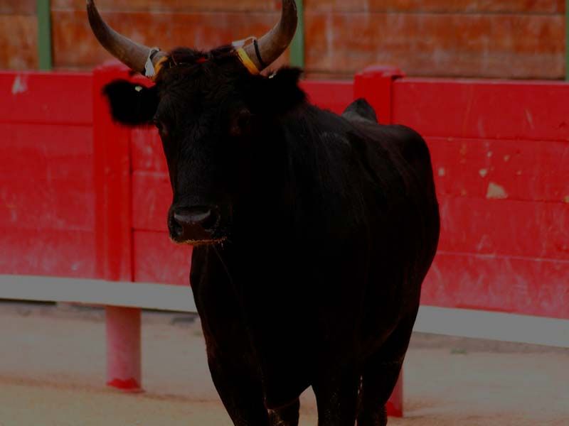 Encuentra figuras de toros, llaveros, juguetes y más